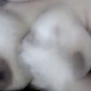 Gina indonesia new - asian