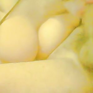 Huge Tits Wife sucking - latin