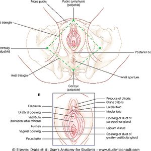 Diana Fuentes Mujer con Ovarios - amateur