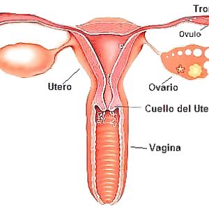 Diana Fuentes Mujer con Ovarios - amateur