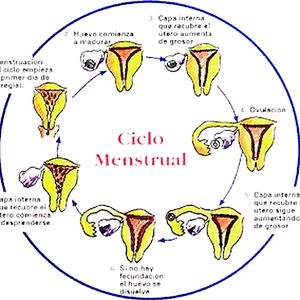 Diana Fuentes Mujer con Ovarios - amateur