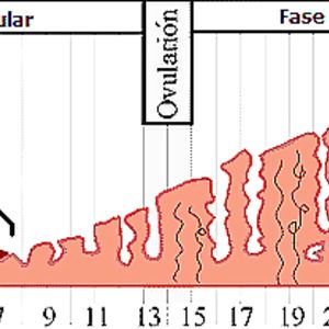 Diana Fuentes Mujer con Ovarios - amateur