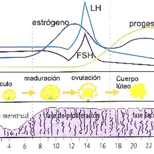 Diana Fuentes Mujer con Ovarios - amateur
