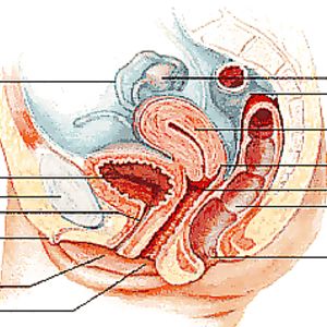 Diana Fuentes Mujer con Ovarios - amateur