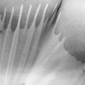 Wet tshirt - amateur